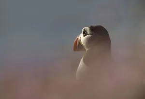 Pal Hermansen Prints: Puffin (Fratercula arctica) Saltee, Ireland, June 2009