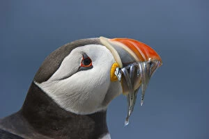 Images Dated 30th June 2011: Puffin (Fratercula arctica) with sand eels in beak, Farne Islands, Northumberland, June