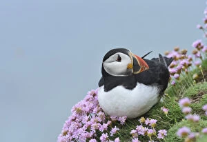 Images Dated 9th June 2016: Puffin (Fratercula arctica) among sea thrift, Great Saltee Island, County Wexford, Ireland