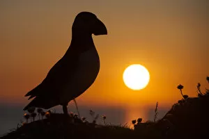 Images Dated 25th June 2009: Puffin (Fratercula arctica) silhouetted at sunset on Hermaness, Shetland, Scotland, UK, June