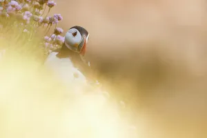 Saltee Islands Prints: Puffin (Fratercula arctica) through soft focus vegetation