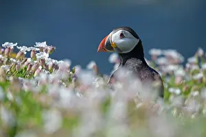 Fratercula Prints: Puffin (Fratercula arctica) standing among Bladder campion (Silene vulgaris)