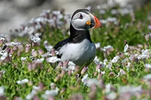 Fratercula Prints: Puffin (Fratercula arctica) standing among Bladder campion (Silene vulgaris)