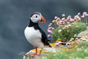 Fratercula Prints: Puffin (Fratercula arctica) standing on cliff top with pink flowers