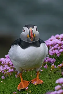 Armeria Vulgaris Prints: Puffin (Fratercula arctica) standing on cliff top among Sea thrift (Armeria maritima)