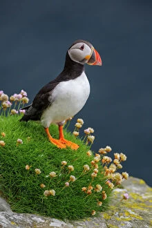 Tracheophyta Collection: Puffin (Fratercula arctica) standing on flowering Sea thrift (Armeria maritima). Portrait