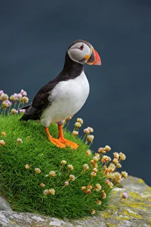 Fratercula Prints: Puffin (Fratercula arctica) standing on flowering Sea thrift (Armeria maritima). Portrait