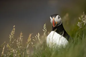 August 2022 Highlights Collection: Puffin (Fratercula arctica) standing in grass, portrait, Shetland Islands, Scotland, UK. June