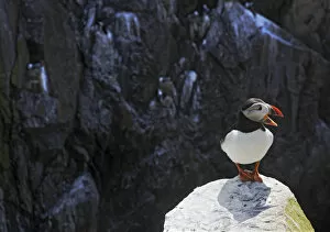 Puffin (Fratercula arctica) standing on rock calling, Saltee Islands, County Wexford