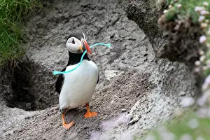 Fratercula Prints: Puffin (Fratercula arctica) standing on rocks carrying piece of string in beak