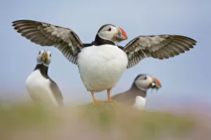 Puffin (Fratercula arctica) standing on Sea thrift (Armeria maritima) with wings