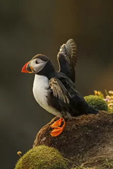Stretching Gallery: Puffin (Fratercula arctica) stretching wings, late evening light. Shetland Islands