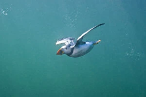 Images Dated 2nd July 2011: Puffin (Fratercula arctica) swimming underwater, Farne Islands, Northumberland, UK