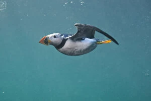 Images Dated 2nd July 2011: Puffin (Fratercula arctica) swimming underwater, Farne Islands, Northumberland, UK, July