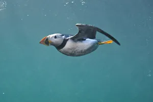 Images Dated 2nd July 2011: Puffin (Fratercula arctica) swimming underwater, Farne Islands, Northumberland, UK, July