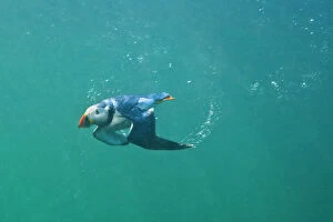 Swimming Gallery: Puffin (Fratercula arctica) swimming underwater, Farne Islands, Northumberland, UK, July
