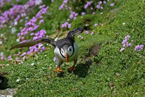 Armeria Vulgaris Prints: Puffin (Fratercula arctica) taking flight from cliff top with flowering Sea thrift (Armeria maritima) behind