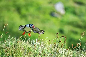 Fratercula Prints: Puffin (Fratercula arctica) taking flight from grassy clifftop