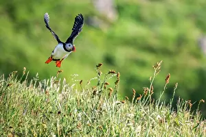Fratercula Prints: Puffin (Fratercula arctica) taking flight from grassy clifftop
