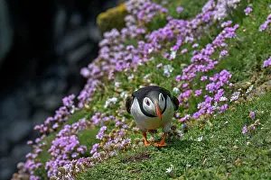 Armeria Vulgaris Prints: Puffin (Fratercula arctica) walking over Sea thrift (Armeria maritima) on cliff top
