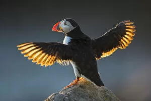 Puffin (Fratercula arctica) wings spread backlit, Great Saltee Island, County Wexford