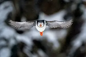 Fratercula Prints: Puffin (Fratercula artica) in flight, Hornoya, Varanger, Finnmark, Norway. March