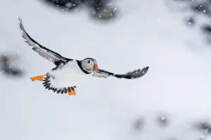 Hornoya Prints: Puffin (Fratercula artica) in flight during snowfall