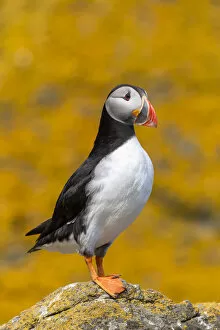 Ascomycetes Gallery: Puffin (Fratercula artica) with orange sea lichen (Caloplaca marina) covered roch behind