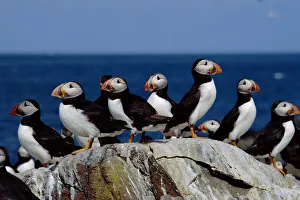 Puffins on Farne Islands (Fratercula arctica) Scotland