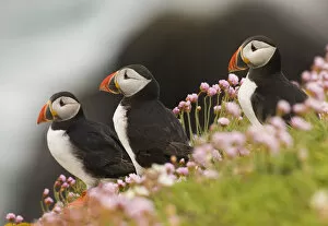 Images Dated 20th May 2008: Puffins (Fratercula arctica) among coastal thrift. Saltee Islands, Ireland, UK, July