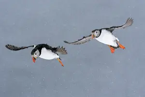 Two Puffins (Fratercula arctica) in flight during snowfall, Hornoya island, Varanger, Norway. March