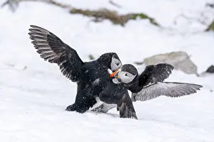 Fratercula Prints: Two Puffins (Fratercula arctica) male