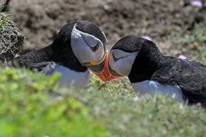 Head To Head Prints: Puffins (Fratercula arctica) pair