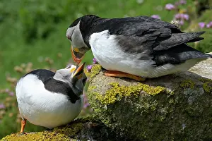 Fratercula Prints: Puffins (Fratercula arctica) pair