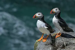 Fratercula Prints: Puffins (Fratercula arctica) pair