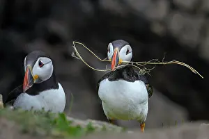 Fratercula Prints: Puffins (Fratercula arctica) pair collecting nesting material