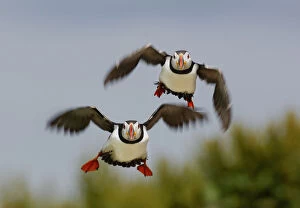 Puffins (Fratercula arctica) pair take off together to go fishing. Farne Islands