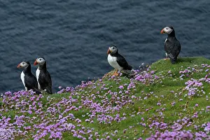 Armeria Vulgaris Prints: Four Puffins (Fratercula arctica) perched on cliff top among Sea thrift (Armeria maritima)