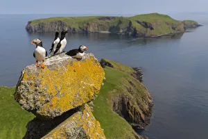Puffins (Fratercula arctica) and Razorbills (Alca torda) with Eilean Mhuire behind