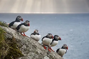 Images Dated 5th June 2009: Puffins (Fratercula arctica) Shaint Isles, Scotland, UK, June