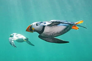 World Oceans Day 2021 Gallery: Puffins (Fratercula arctica) swimming underwater. Puffins spend most of their lives at