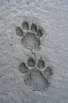 Tanzania Prints: Pug marks / foot prints of adult male Lion (Panthera leo)