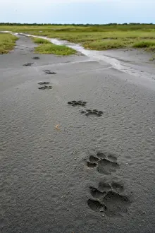 Tanzania Prints: Pug marks / foot prints of adult male Lion (Panthera leo)