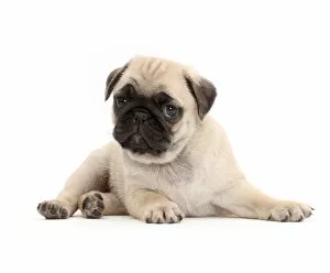 Images Dated 14th July 2016: Pug puppy, lying with head up