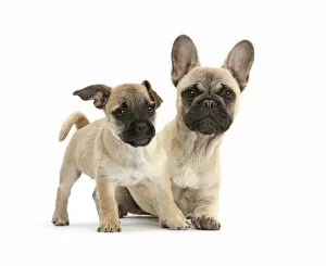 Crossbreed Collection: Pug x Jack Russell Terrier Jug puppy, age 9 weeks, and French Bulldog