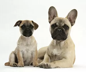 Puppies Gallery: Pug x Jack Russell Terrier Jug puppy, age 9 weeks, and French Bulldog
