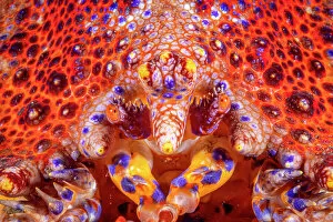 Arthropod Gallery: Puget Sound King crab (Lopholithodes mandtii) extreme close-up of face, Vancouver Island