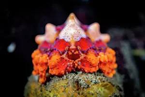 Vancouver Island Prints: Puget Sound king crab (Lopholithodes mandtii) juvenile