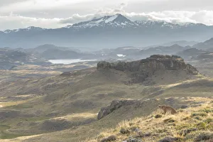 Puma / Cougar (Felis concolor) looking out for prey in habitat, Chile. March 2014