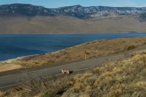 Chile Prints: Puma (Puma concolor) crossing a road, Torres del Paine, Patagonia, Chile